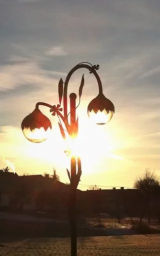 Blütenleuchte im Abendlicht